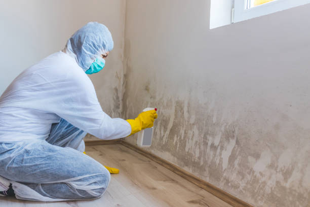 Licensed Black Mold Remediation service in Windsor, NJ - Mold Remediation HQ
