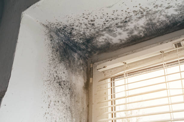 Affordable Black Mold Remediation solutions in Windsor, NJ